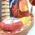 HEART14 (12490) Modèle de système respiratoire médiastinal humain avec l&#39;anatomie du coeur pour les médecins du cœur